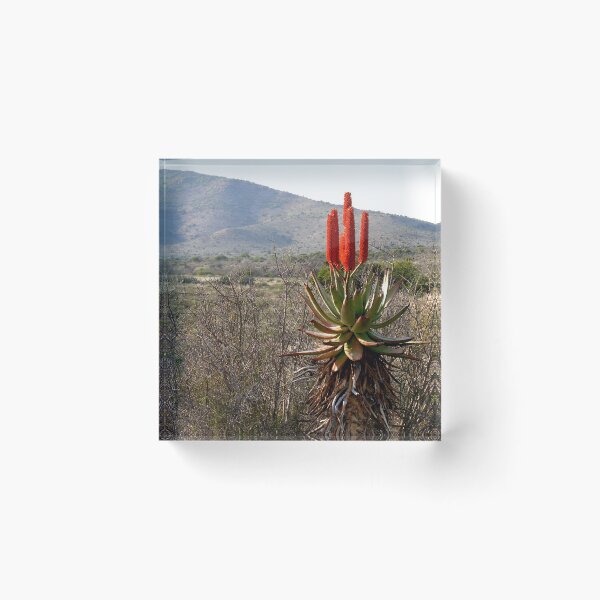 Item preview, Flowering Succulent Torch Aloe Plant Countryside, South Africa designed and sold by worldways.