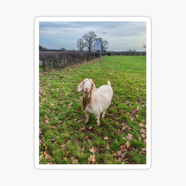 Item preview, Cute goat designed and sold by Narrowboatgirl.
