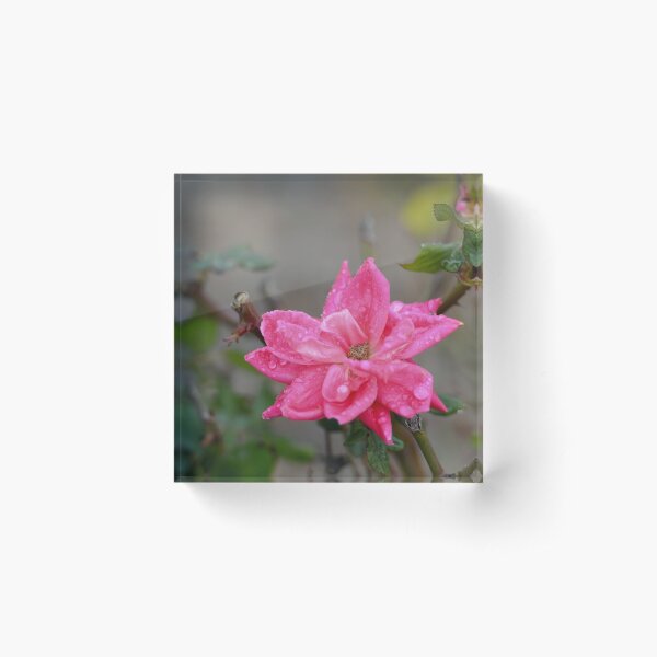 Item preview, February Rose with Dew designed and sold by Susan Watson.