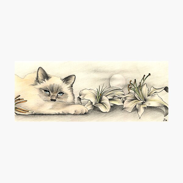 Lily Photographic Print