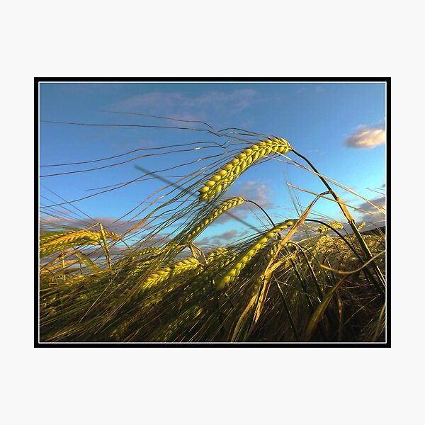 Blowin' in the wind Photographic Print