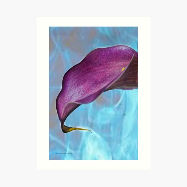 Calla Lily Typify Art Print