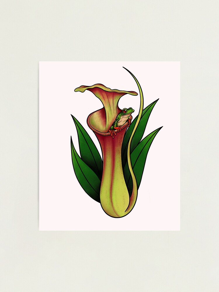 Nepenthes Jungle Bells