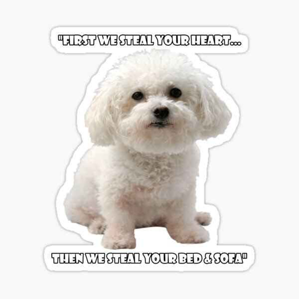 Funny Bichon Frise Lover Sticker