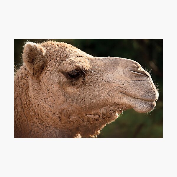 Item preview, Wild Faces: Camel designed and sold by Christopher Ashdown.