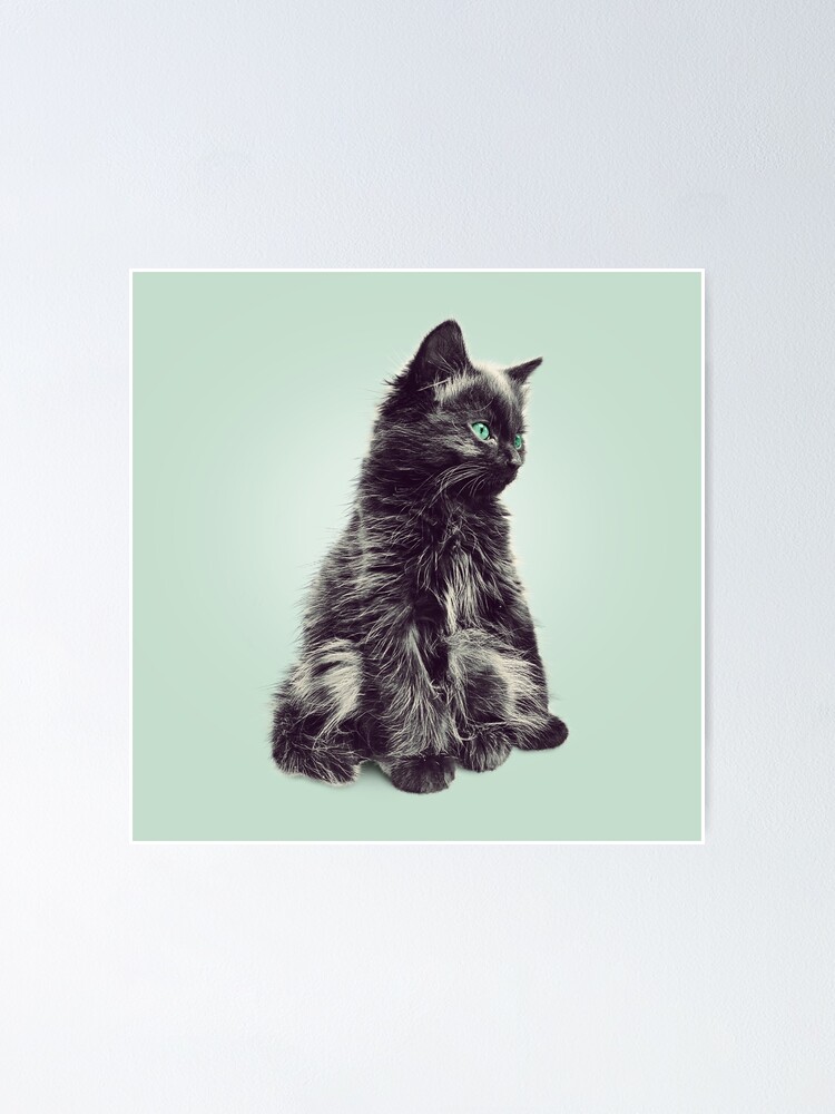 black kitten long hair