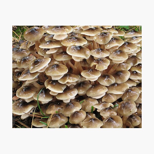Toadstool village Photographic Print