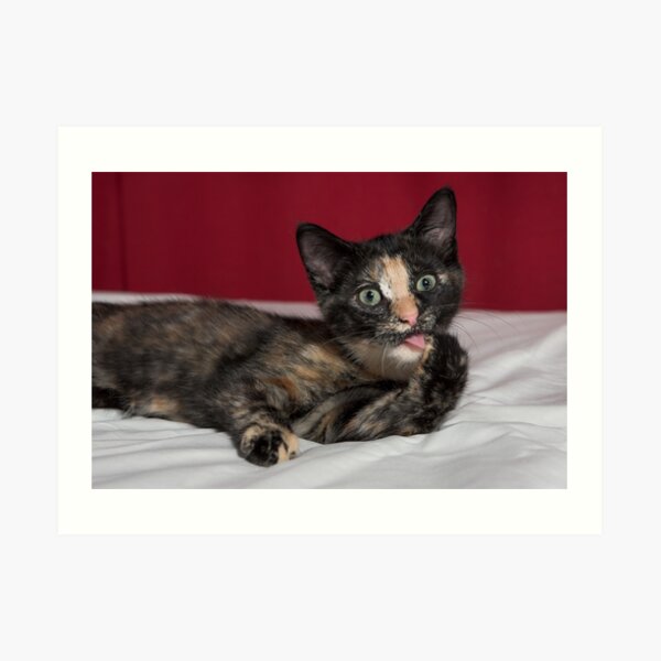 Feisty Cat Art Print