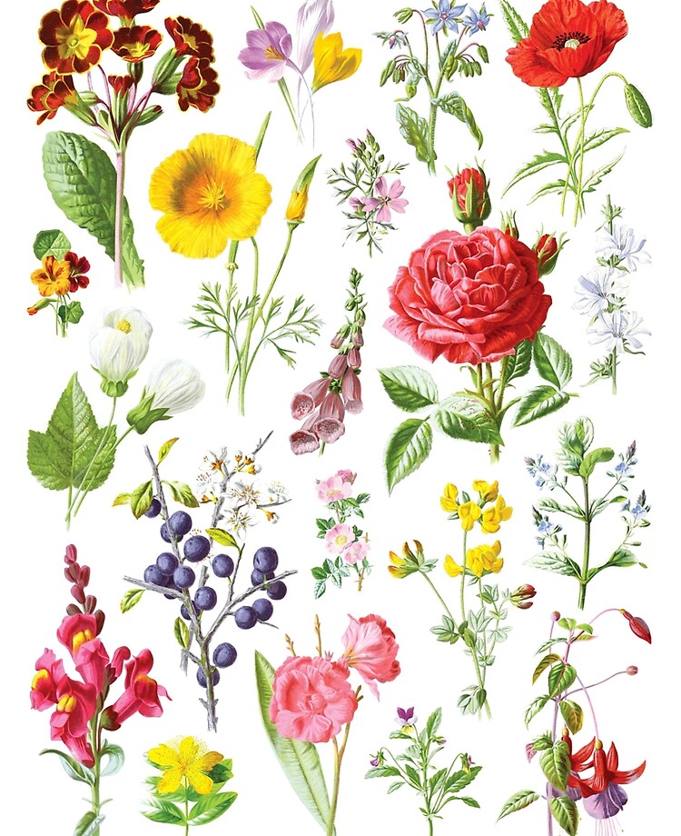 Funda y vinilo para iPad « Cartel de flores ilustradas de acuarela vintage 12x16» de curiovintage | Redbubble Funda y vinilo para iPad « Cartel de flores ilustradas de acuarela vintage 12x16» de curiovintage | Redbubble