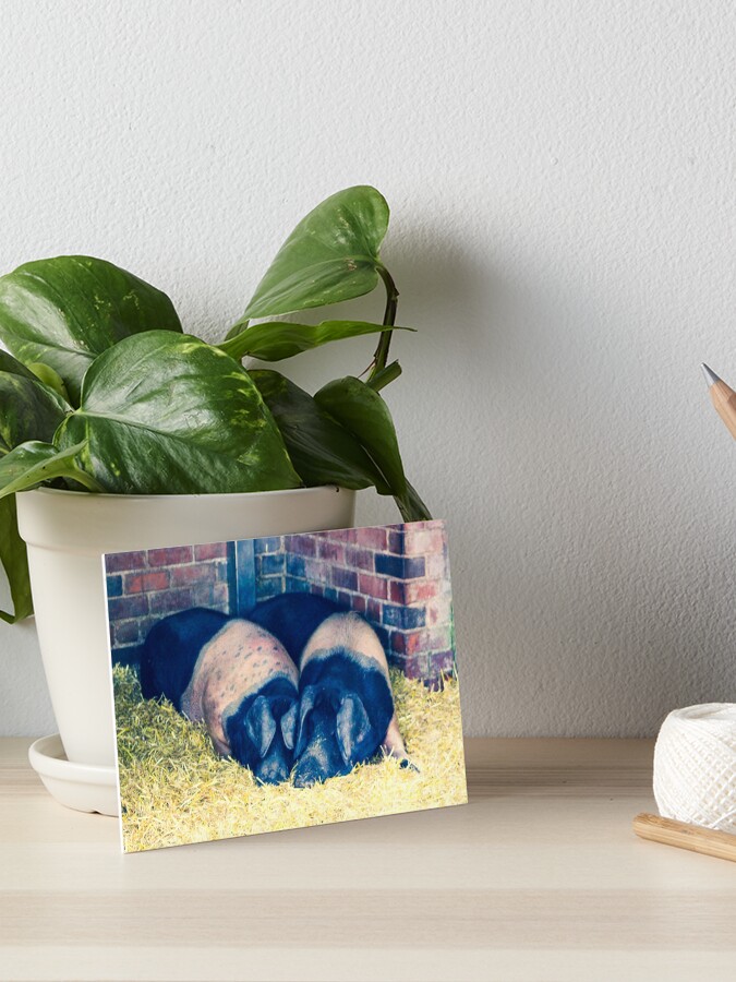 HAPPY PIGS CANVAS PRINT PICTURE WALL ART DESIGN SET OF 4 FREE DELIVERY