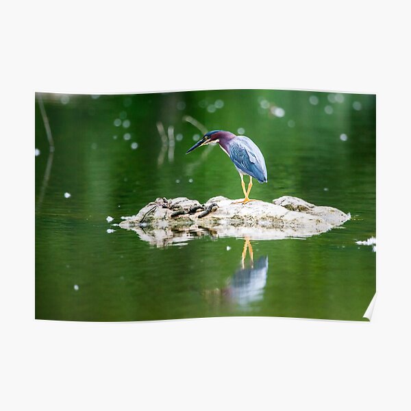 Green Heron Island Poster