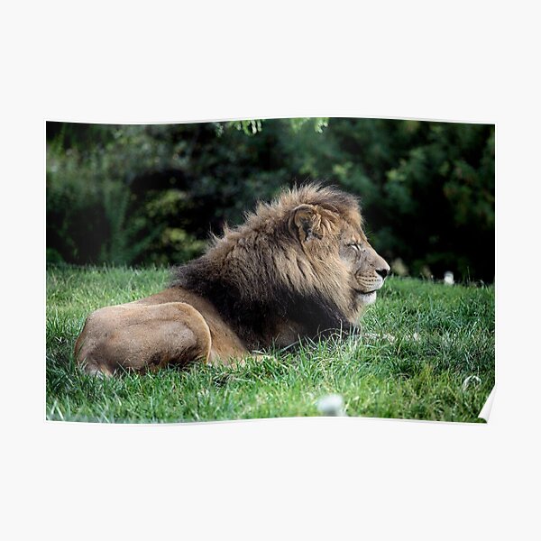Solitary Lion Poster