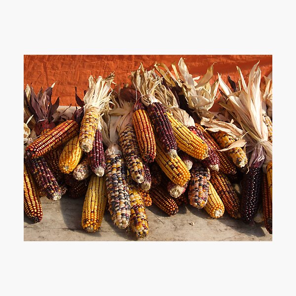 Indian Corn Photographic Print