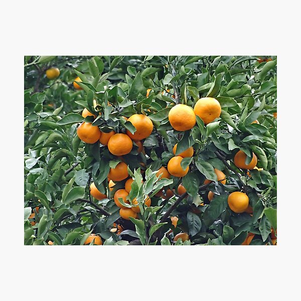 Item preview, Sukurajima Mikan in an orchard in Japan designed and sold by cuisinecat2.
