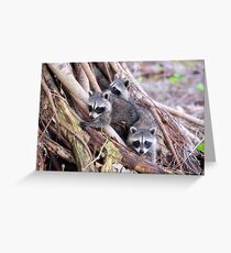 Baby Raccoons Greeting Card