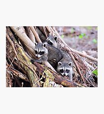 Baby Raccoons Photographic Print