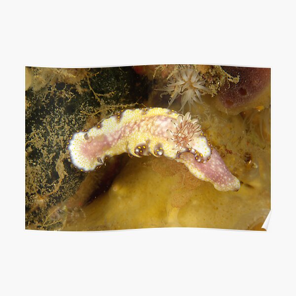 Nudibranch - Risbecia godeffroyana Poster