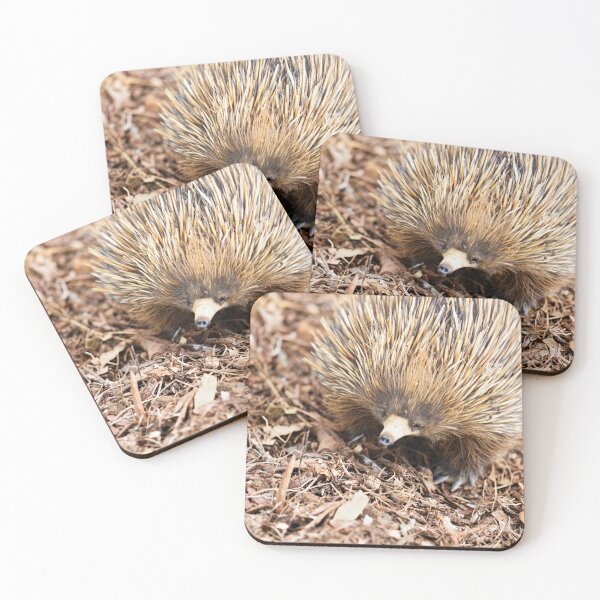 Item preview, Very cute, very prickly, Short-Beaked Echidna designed and sold by imaginethis.
