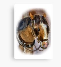 Brown Horse Leinwanddruck
