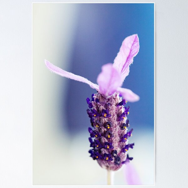 Item preview, Light Purple designed and sold by iltby.