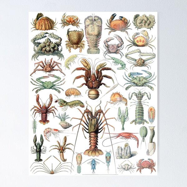 Item preview, Adolphe Millot Crustaces Crustacean Lobster Crab designed and sold by digitalvintage.