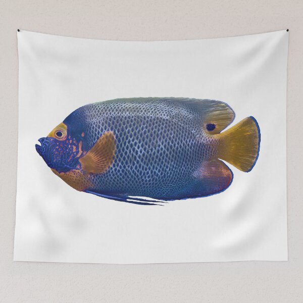 Item preview, Blue face angel fish designed and sold by cooolcontent.