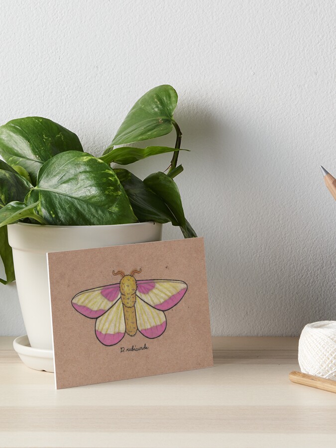 Framed Rosy Maple Moth (Dryocampa rubicunda) 6x6