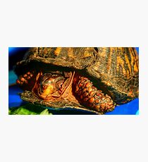 Box Turtle Photographic Print