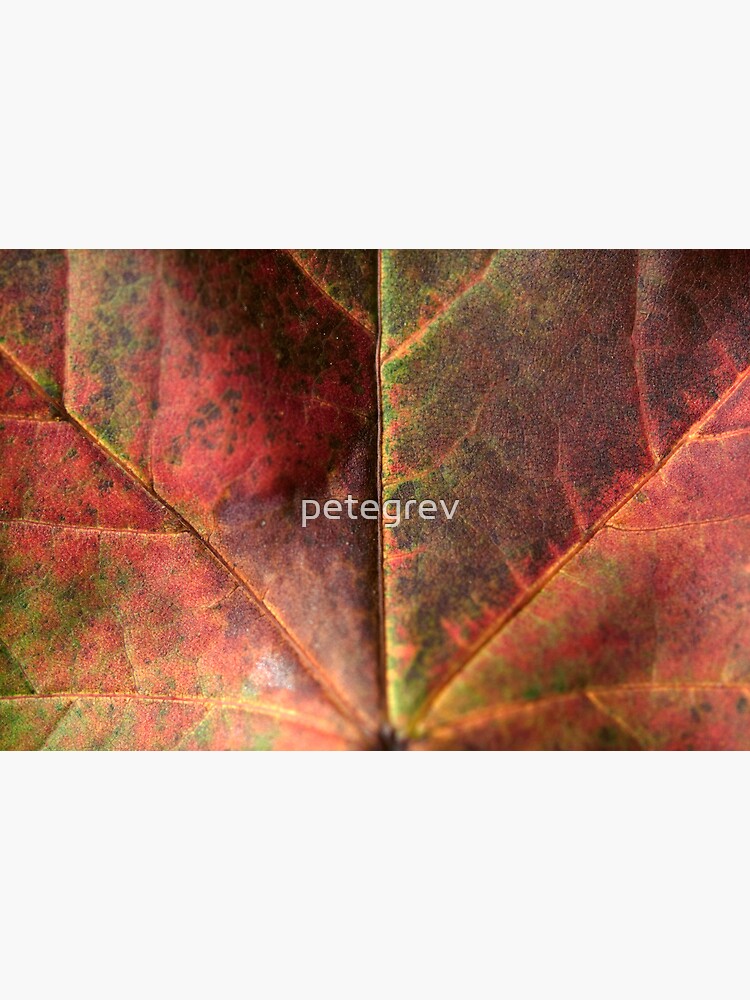 Day 84 - 2nd October 2011 by petegrev