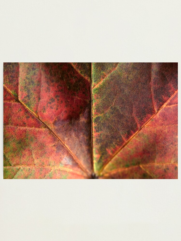 Alternate view of Day 84 - 2nd October 2011 Photographic Print