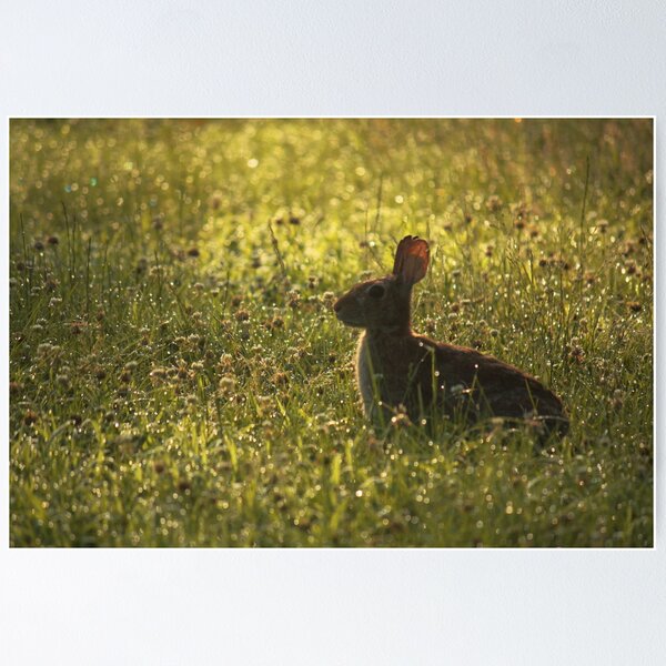 Cottontail in Dewy Clover Poster