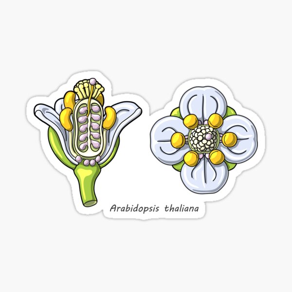 Arabidopsis thaliana Flower Illustration Sticker