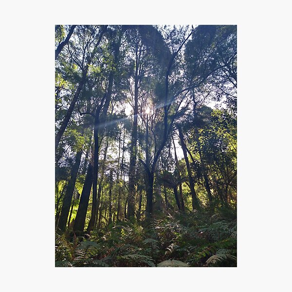 Item preview, Australian Rainforest 3 designed and sold by Nigelseanberry.