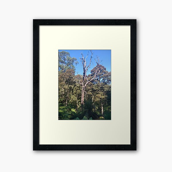 Item preview, Australian Rainforest 11 designed and sold by Nigelseanberry.