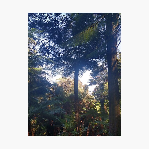 Item preview, Australian Rainforest 16 designed and sold by Nigelseanberry.