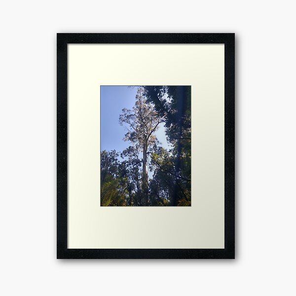 Item preview, Australian Rainforest 21 designed and sold by Nigelseanberry.