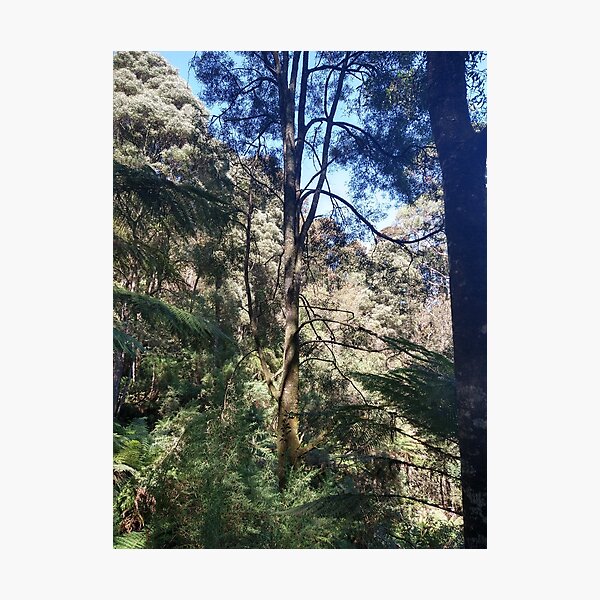 Item preview, Australian Rainforest 32 designed and sold by Nigelseanberry.