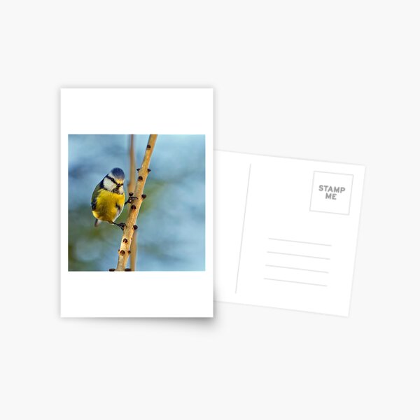 Artikel-Vorschau von Blue Tit, designt und verkauft von MickBourke.