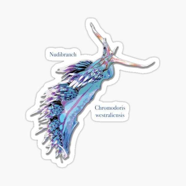 Item preview, Chromodoris westraliensis Nudibranch designed and sold by ChrissyWild.