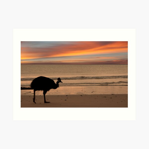Cassowary Sunset Art Print