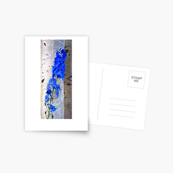 Birch Tree Postcard