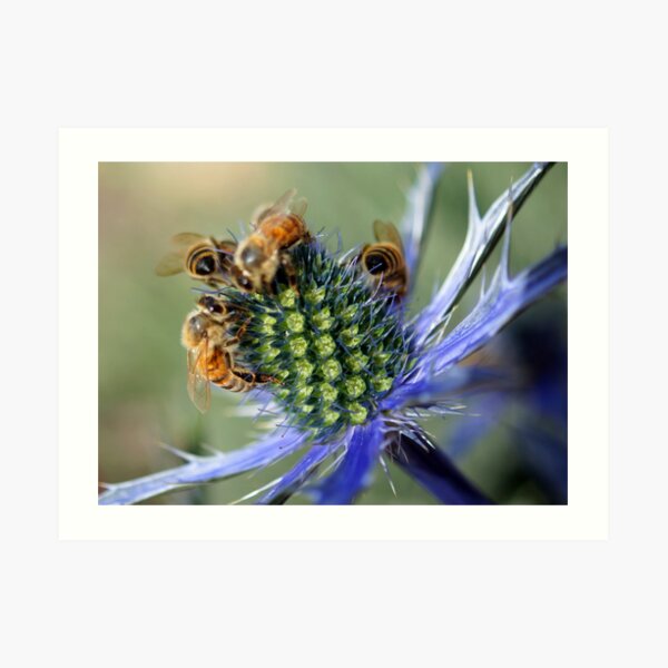Honey Bees Art Print