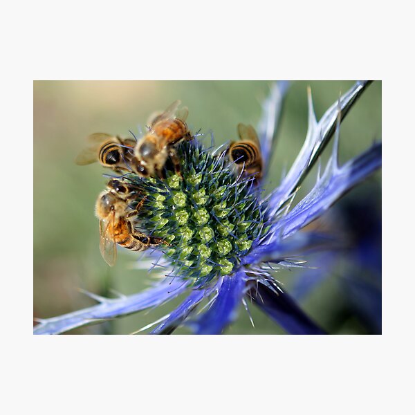 Honey Bees Photographic Print