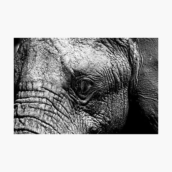 Up Close & Serious Photographic Print