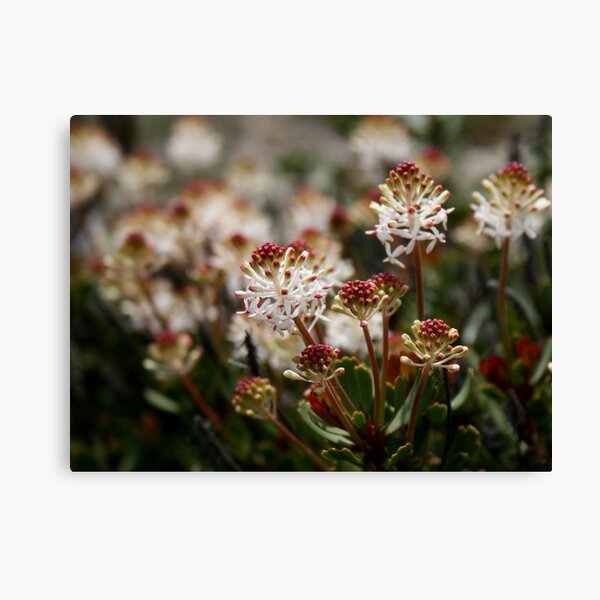 Item preview, Alpine Flowers designed and sold by Susan Segal.