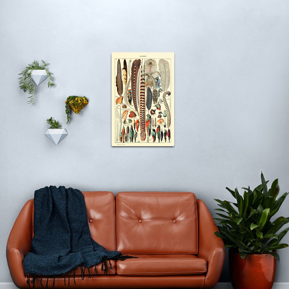Vintage Larousse Wall Art Feathers Metal Print