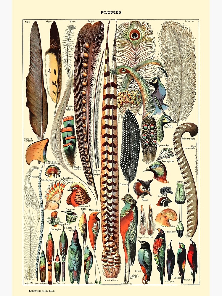 Vintage Larousse Wall Art Feathers by spameris86