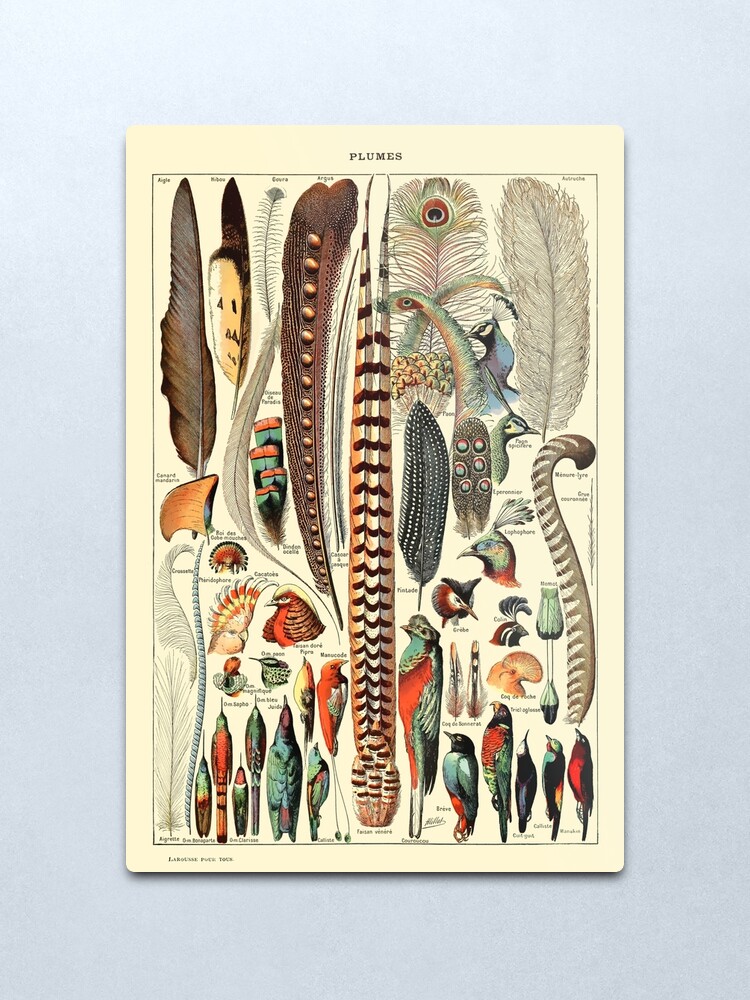 Alternate view of Vintage Larousse Wall Art Feathers Metal Print