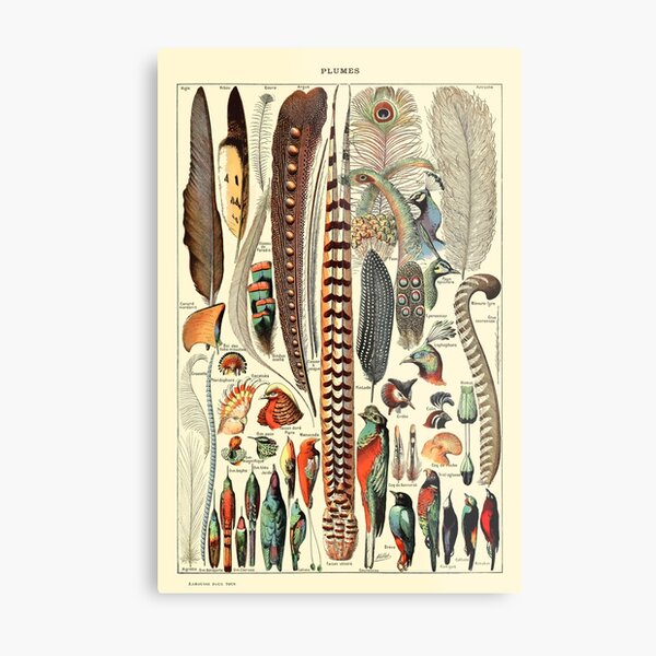 Item preview, Vintage Larousse Wall Art Feathers designed and sold by Sintija BILIKA.