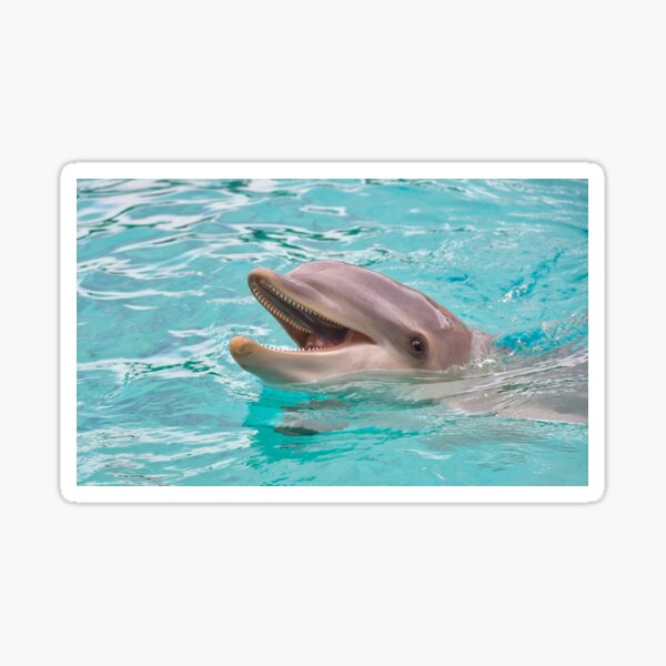 Item preview, Dolphin in the Water designed and sold by Amit Tambe.